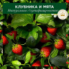 Бальзам-ополаскиватель (275мл) Herbal Essences Белая клубника и Сладкая мята для питания волос в интернет-магазине ГК Эксперт